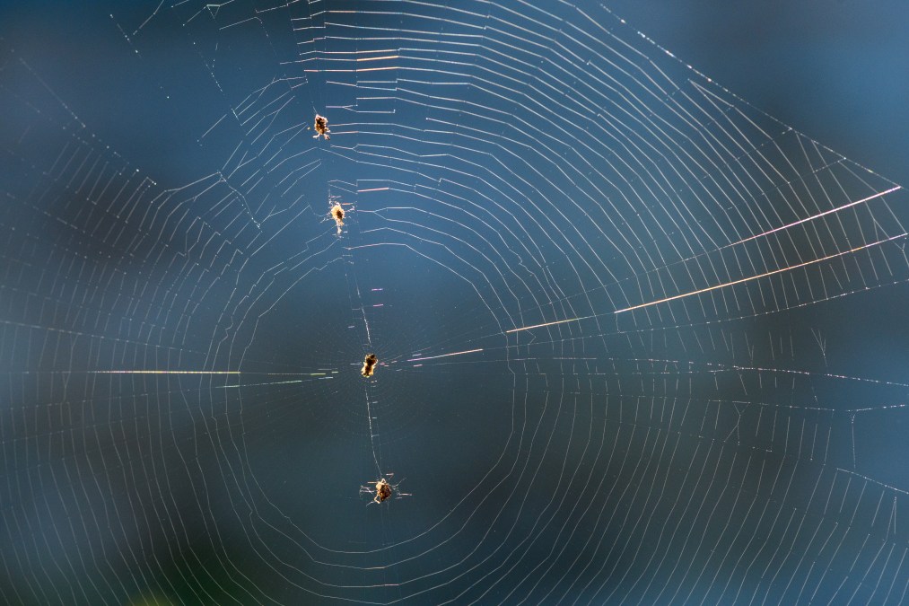 A spider web with its prey.