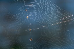 A spider web with its prey.