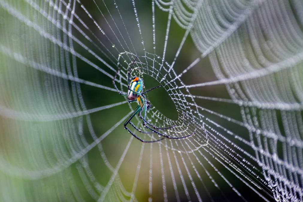 Leucauge venusta, known as the orchard orbweaver spider, resting in the center of her web in Charleston, South Carolina.